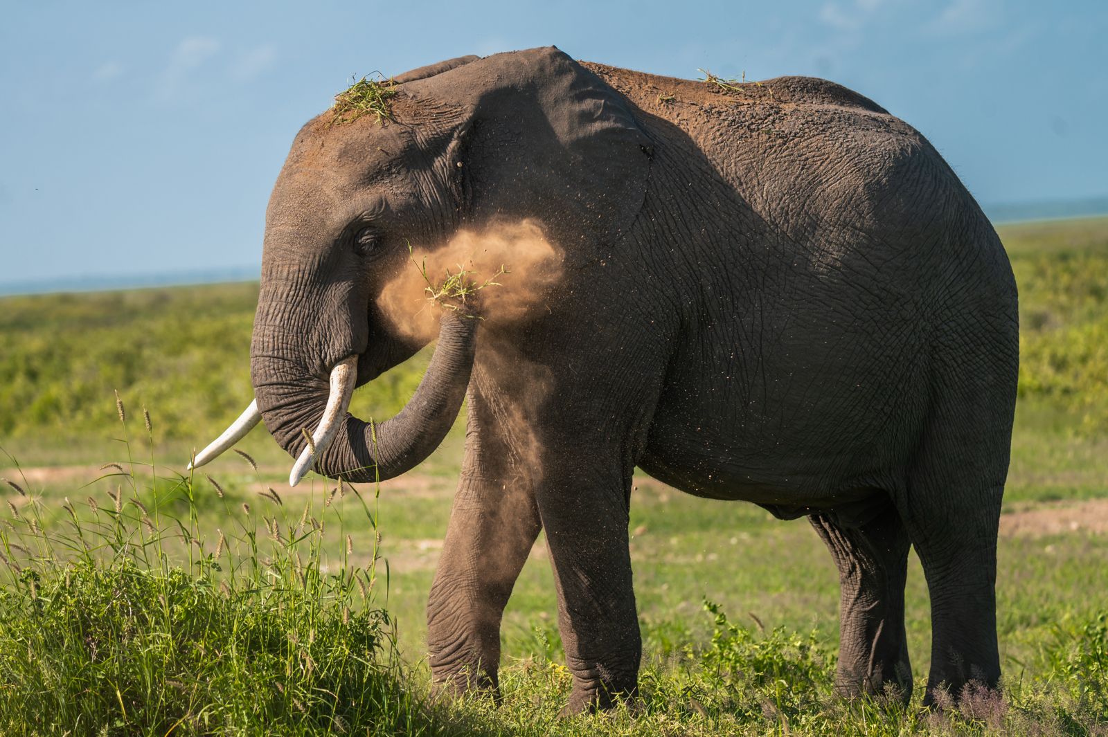 Ilustrasi gajah di padang rumput.