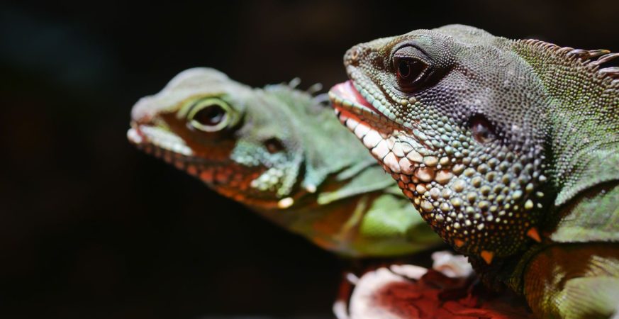 Kadal Madagaskar membantu penyebaran benih di hutan.
