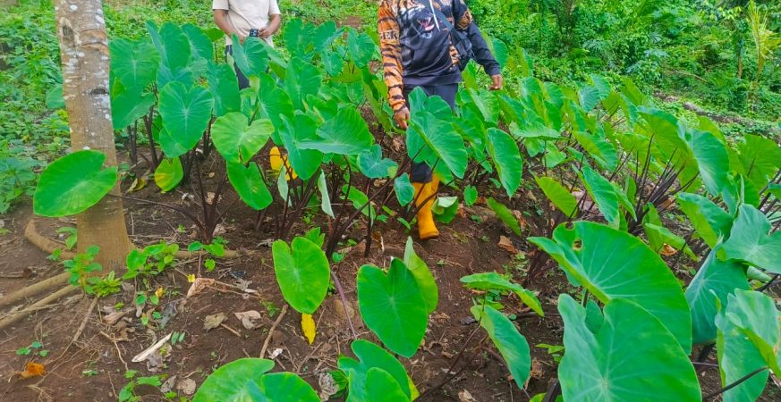 Petugas KPH Bali Utara memberikan klarifikasi terkait isu pembabatan hutan Desa Ambengan dan menjelaskan program perhutanan sosial yang berjalan di wilayah tersebut.